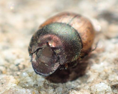 Onthophagus coenobita